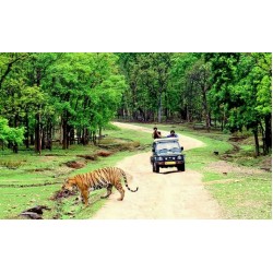 Tadoba + Pench National Park 3N/4D
